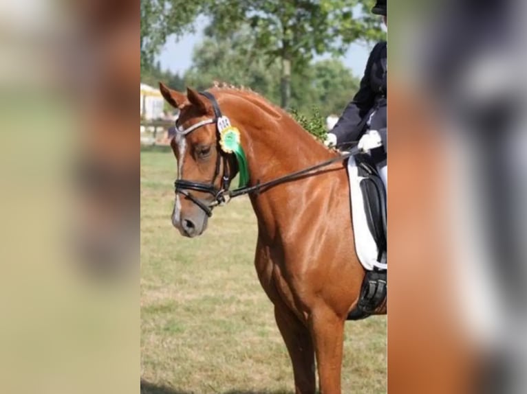 Deutsches Reitpony Stute 16 Jahre 148 cm Fuchs in Extertal