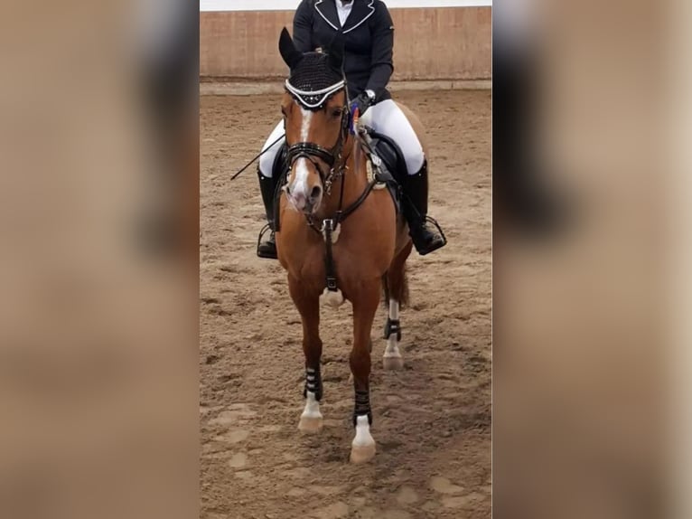 Deutsches Reitpony Stute 16 Jahre 148 cm Fuchs in Extertal