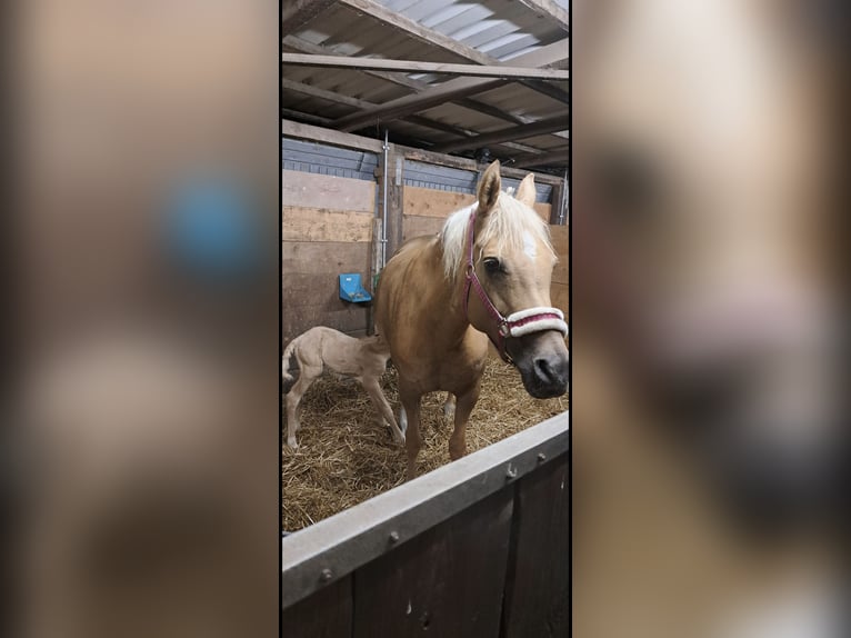 Deutsches Reitpony Stute 16 Jahre 148 cm Palomino in Senden