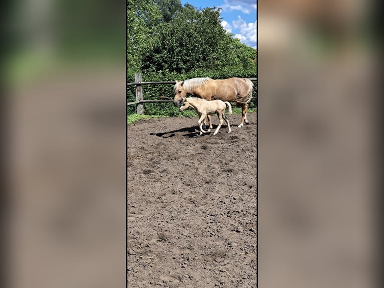 Deutsches Reitpony Stute 16 Jahre 148 cm Palomino in Senden