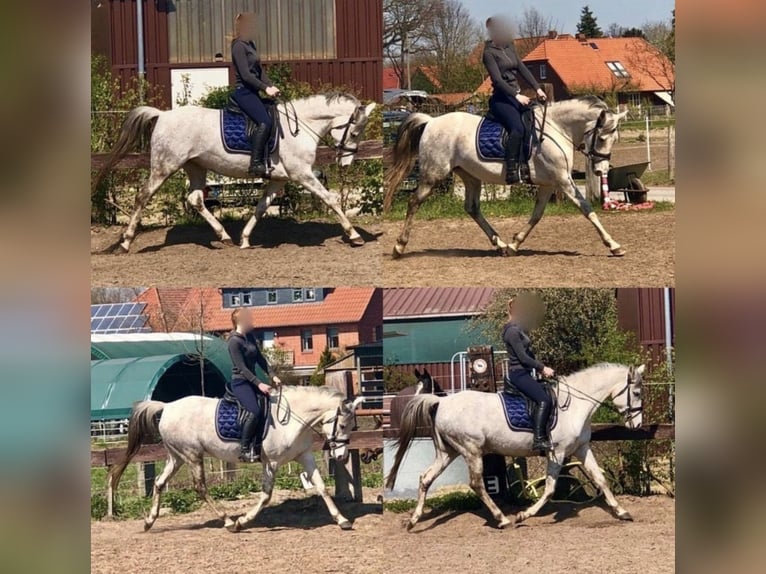 Deutsches Reitpony Stute 16 Jahre 148 cm Schimmel in Celle