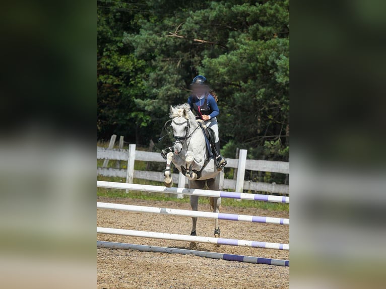 Deutsches Reitpony Stute 16 Jahre 148 cm Schimmel in Koszalin