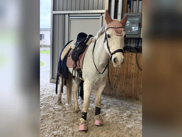 Deutsches Reitpony Stute 16 Jahre 148 cm Schimmel in Koszalin