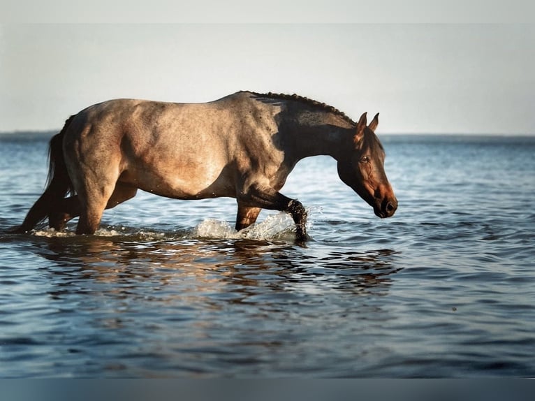 Deutsches Reitpony Stute 16 Jahre 150 cm  in Garz/Rügen
