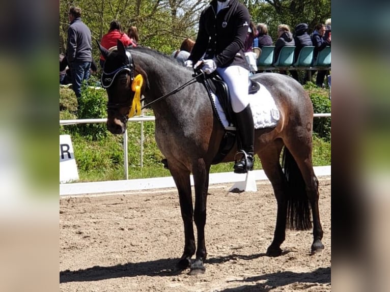 Deutsches Reitpony Stute 16 Jahre 150 cm in Garz/Rügen