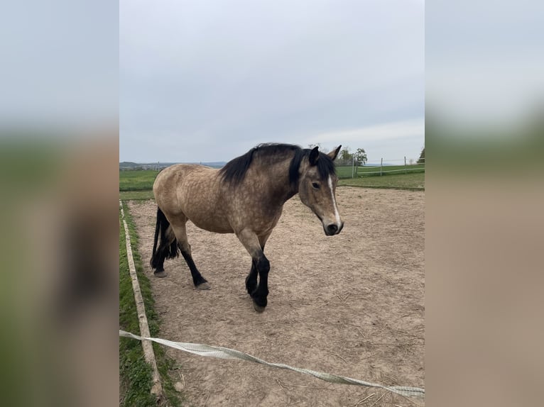 Deutsches Reitpony Mix Stute 16 Jahre 150 cm Falbe in Espenau