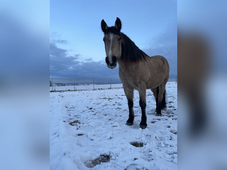 Deutsches Reitpony Mix Stute 16 Jahre 150 cm Falbe in Espenau