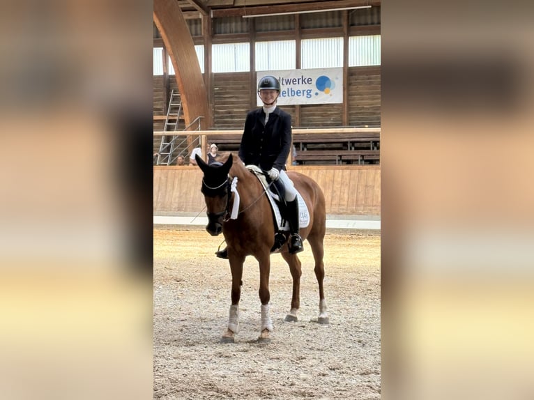 Deutsches Reitpony Stute 16 Jahre 152 cm Fuchs in Bensheim
