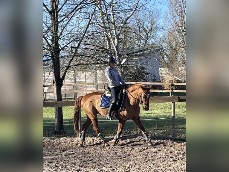 Deutsches Reitpony Stute 16 Jahre 152 cm Fuchs in Bensheim