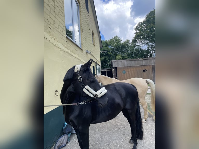 Deutsches Reitpony Stute 16 Jahre 153 cm Rappe in Datteln