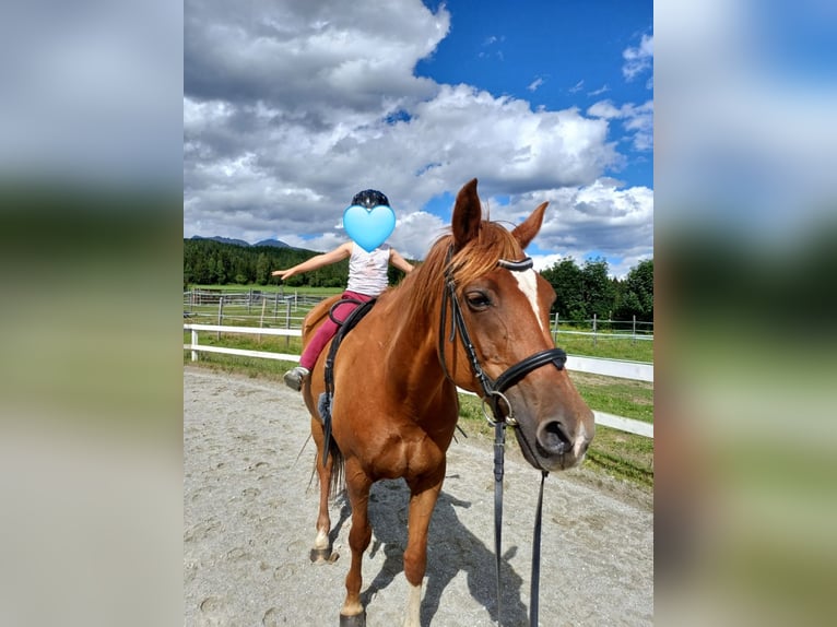 Deutsches Reitpony Mix Stute 16 Jahre 154 cm Fuchs in Mariapfarr