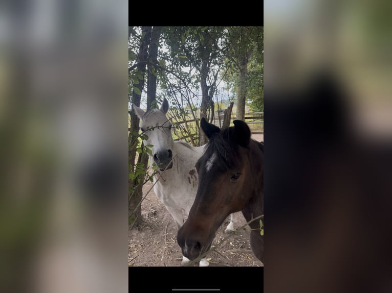 Deutsches Reitpony Mix Stute 17 Jahre 120 cm Dunkelbrauner in Buchholz in der Nordheide