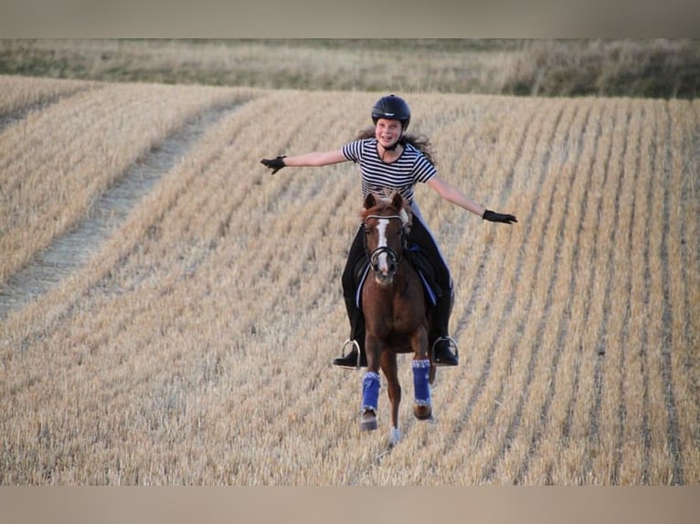 Deutsches Reitpony Mix Stute 17 Jahre 127 cm Fuchs in Rommerskirchen