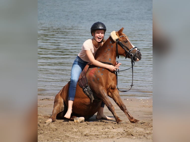 Deutsches Reitpony Mix Stute 17 Jahre 127 cm Fuchs in Rommerskirchen