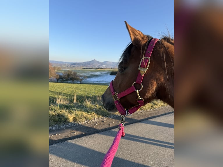 Deutsches Reitpony Stute 17 Jahre 138 cm Brauner in Haigerloch