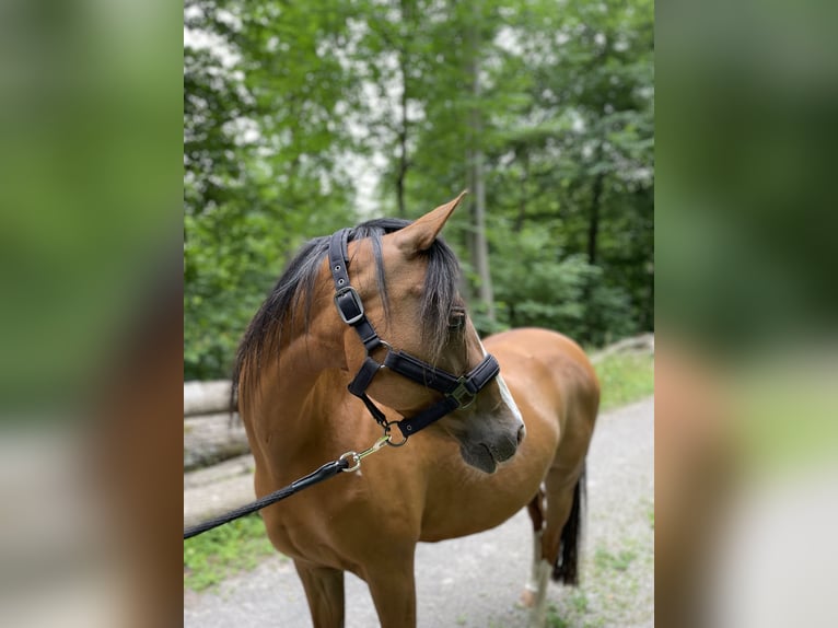 Deutsches Reitpony Stute 17 Jahre 138 cm Brauner in Haigerloch