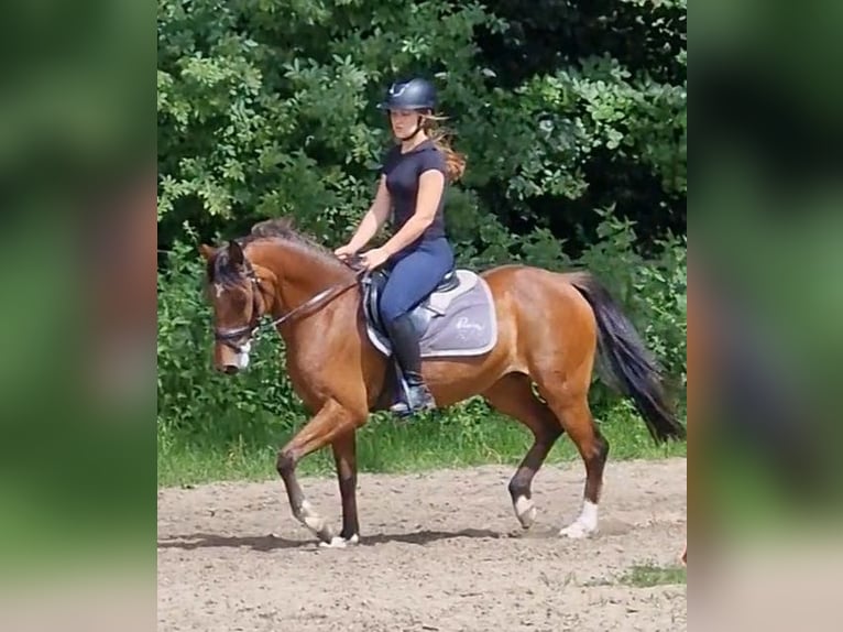Deutsches Reitpony Stute 17 Jahre 138 cm Brauner in Ritterhude