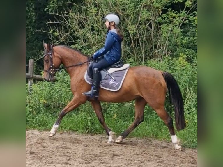 Deutsches Reitpony Stute 17 Jahre 138 cm Brauner in Ritterhude