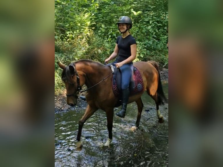 Deutsches Reitpony Stute 17 Jahre 138 cm Brauner in Ritterhude