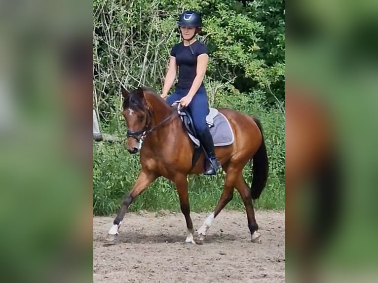 Deutsches Reitpony Stute 17 Jahre 138 cm Brauner in Ritterhude