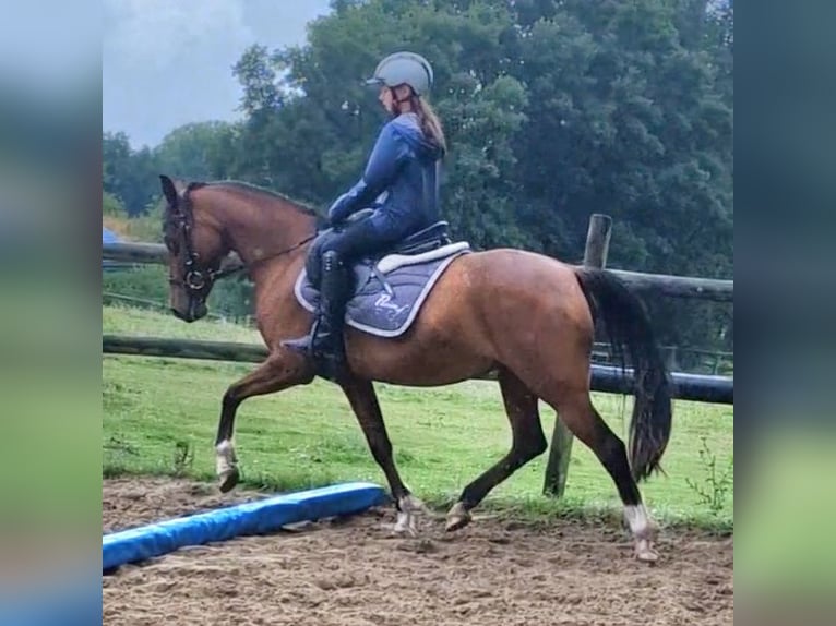 Deutsches Reitpony Stute 17 Jahre 138 cm Brauner in Ritterhude