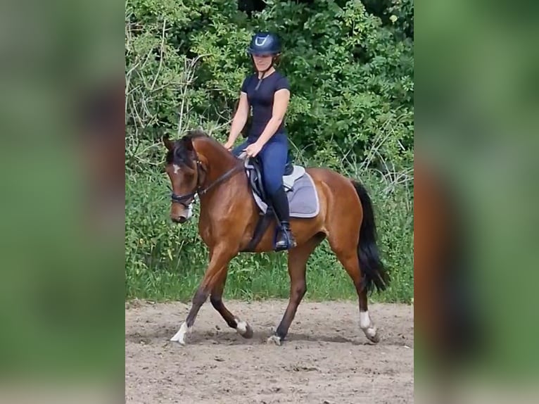 Deutsches Reitpony Stute 17 Jahre 138 cm Brauner in Ritterhude