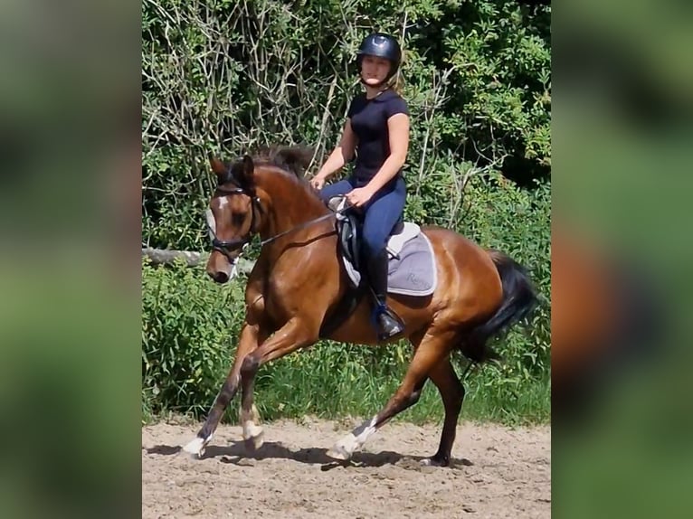 Deutsches Reitpony Stute 17 Jahre 138 cm Brauner in Ritterhude