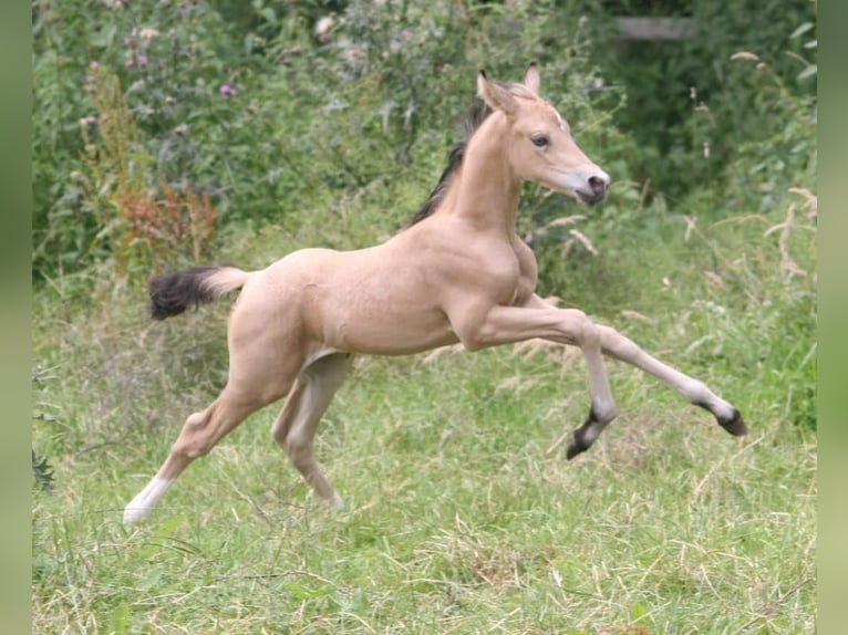 Deutsches Reitpony Stute 17 Jahre 142 cm Buckskin in Erwitte