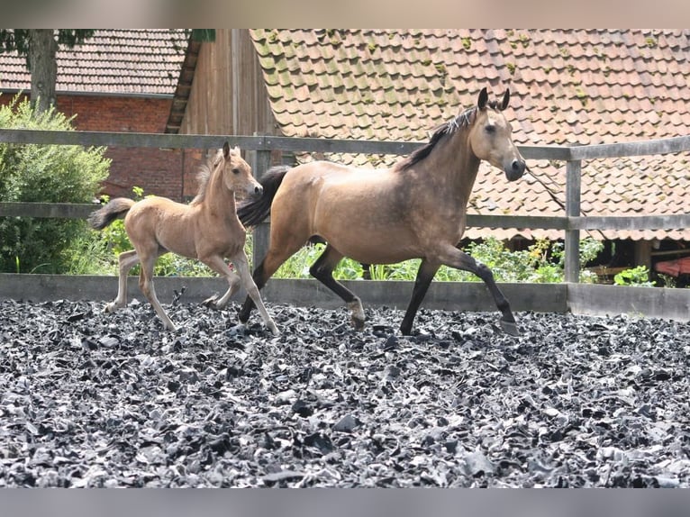 Deutsches Reitpony Stute 17 Jahre 142 cm Buckskin in Erwitte