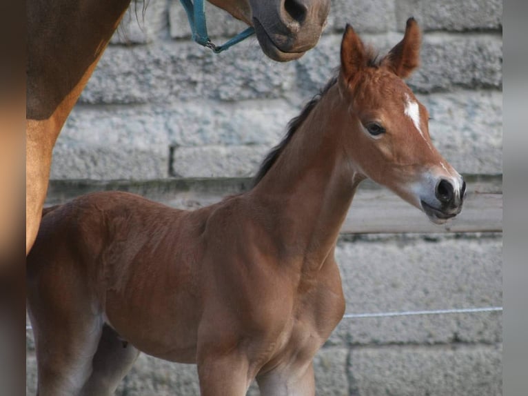 Deutsches Reitpony Stute 17 Jahre 142 cm Buckskin in Erwitte