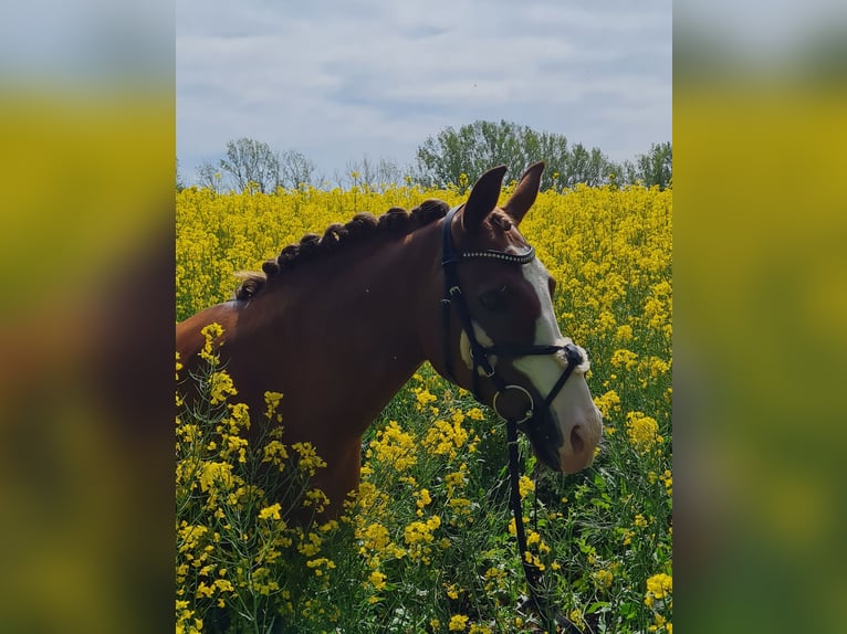 Deutsches Reitpony Stute 17 Jahre 142 cm Fuchs in Welsleben
