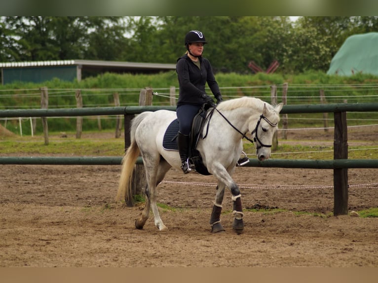 Deutsches Reitpony Stute 17 Jahre 142 cm Schimmel in Fockbek