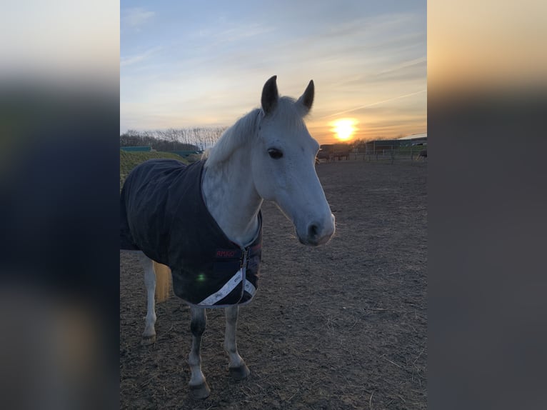 Deutsches Reitpony Stute 17 Jahre 142 cm Schimmel in Fockbek