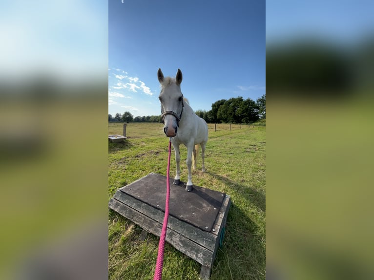 Deutsches Reitpony Stute 17 Jahre 142 cm Schimmel in Fockbek