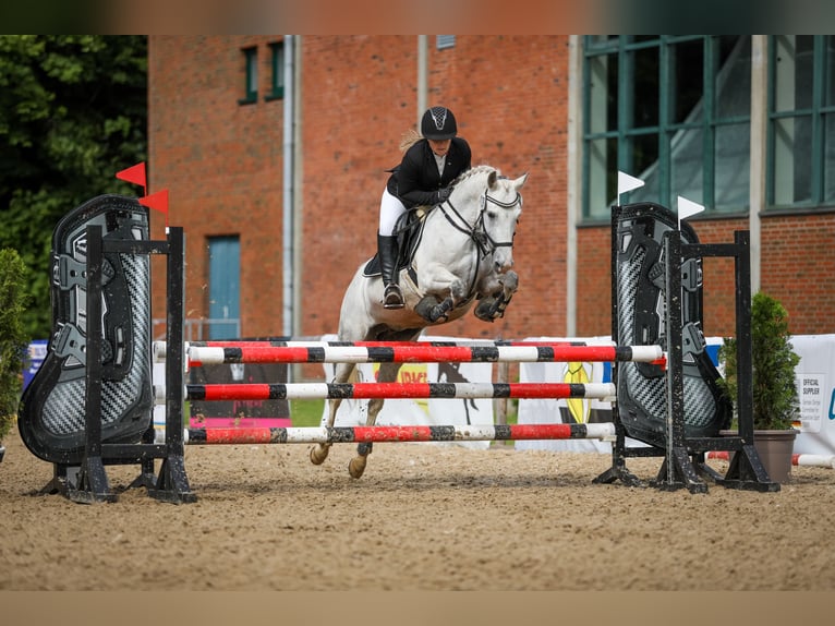Deutsches Reitpony Stute 17 Jahre 142 cm Schimmel in Fockbek
