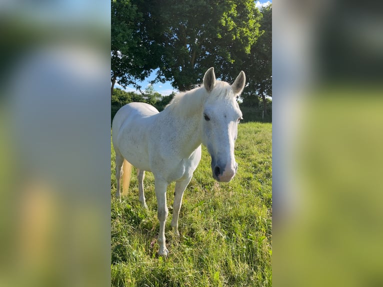 Deutsches Reitpony Stute 17 Jahre 142 cm Schimmel in Fockbek