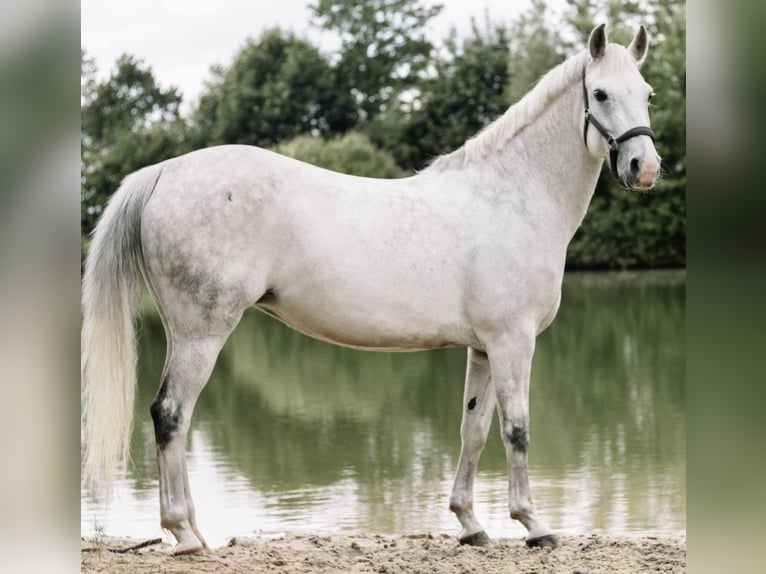 Deutsches Reitpony Stute 17 Jahre 142 cm Schimmel in Fockbek