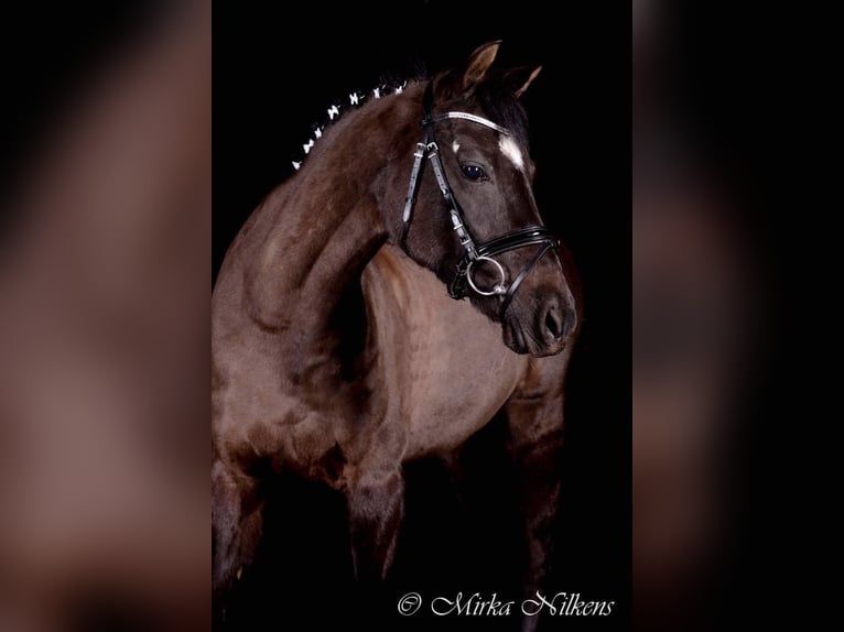 Deutsches Reitpony Stute 17 Jahre 142 cm Schwarzbrauner in Geldern