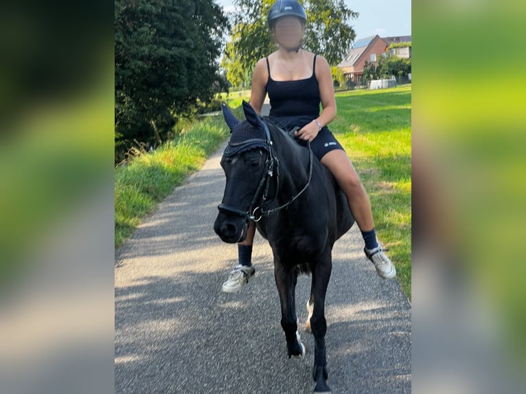 Deutsches Reitpony Stute 17 Jahre 142 cm Schwarzbrauner in Geldern