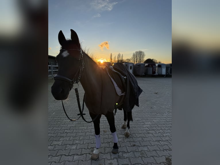 Deutsches Reitpony Stute 17 Jahre 142 cm Schwarzbrauner in Geldern