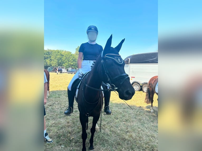 Deutsches Reitpony Stute 17 Jahre 142 cm Schwarzbrauner in Geldern