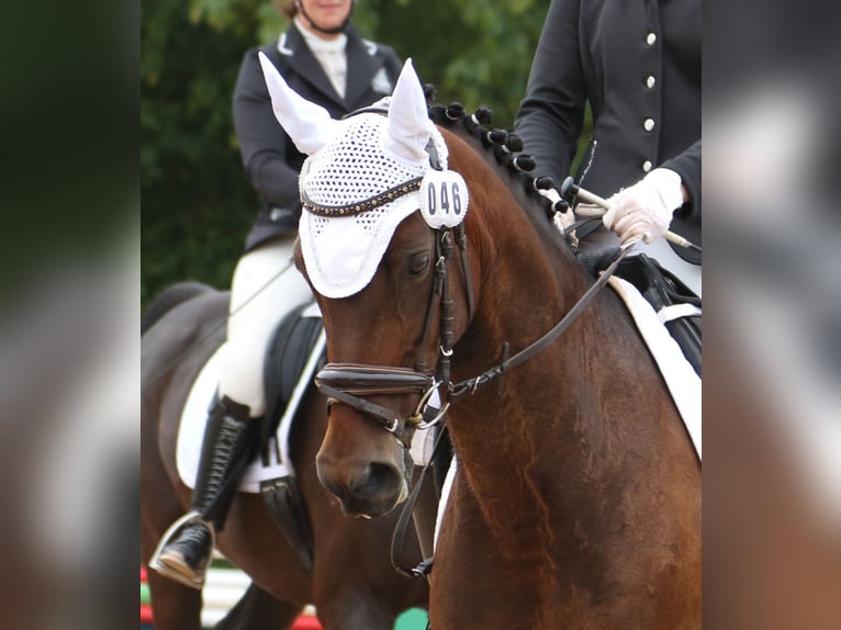 Deutsches Reitpony Stute 17 Jahre 144 cm Brauner in Neudrossenfeld