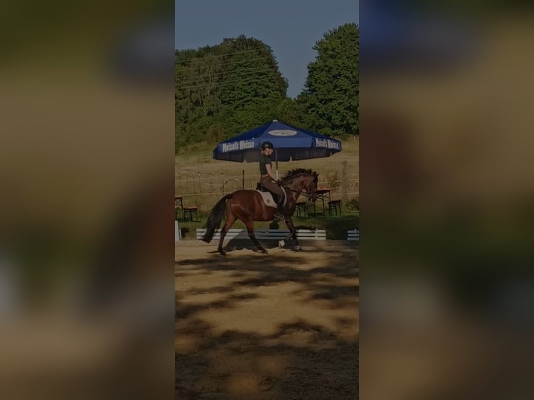 Deutsches Reitpony Stute 17 Jahre 144 cm Brauner in Neudrossenfeld