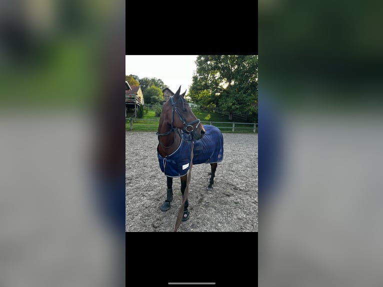 Deutsches Reitpony Stute 17 Jahre 144 cm Brauner in Neudrossenfeld