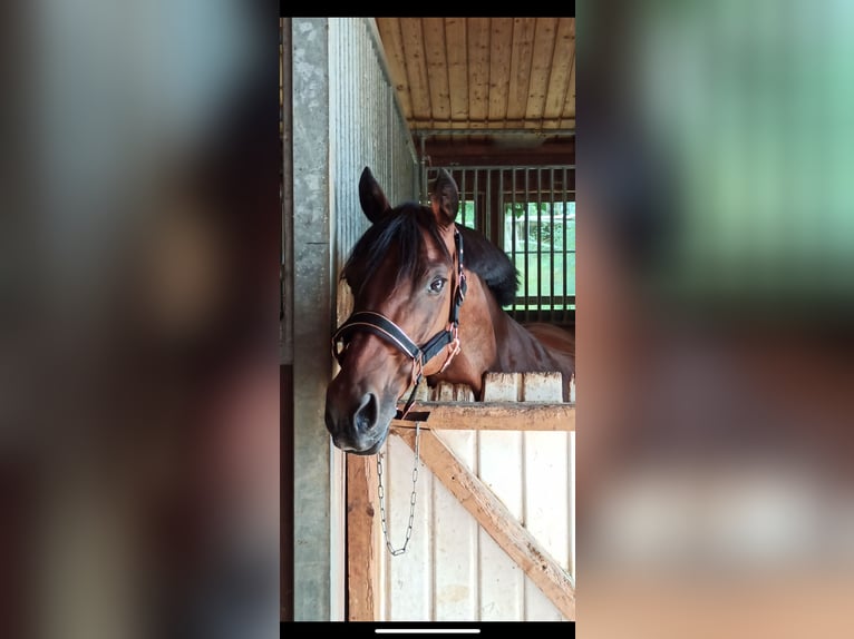 Deutsches Reitpony Stute 17 Jahre 144 cm Brauner in Neudrossenfeld