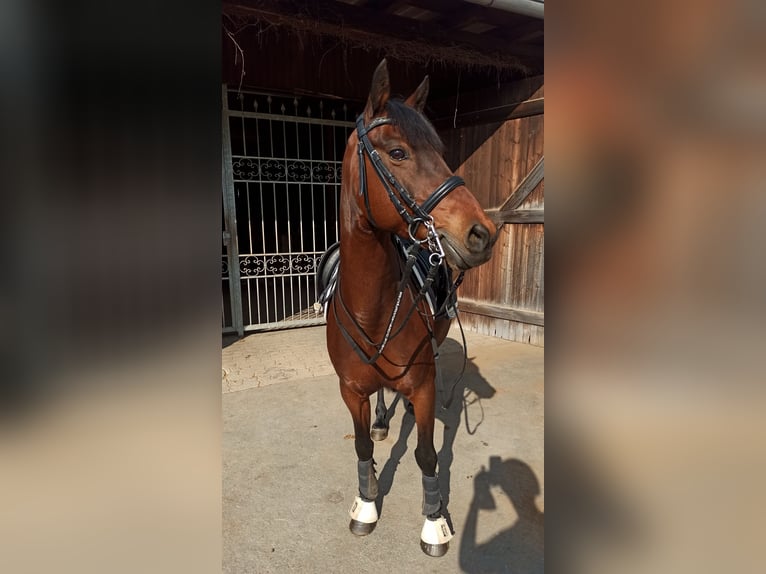 Deutsches Reitpony Stute 17 Jahre 144 cm Brauner in Neudrossenfeld