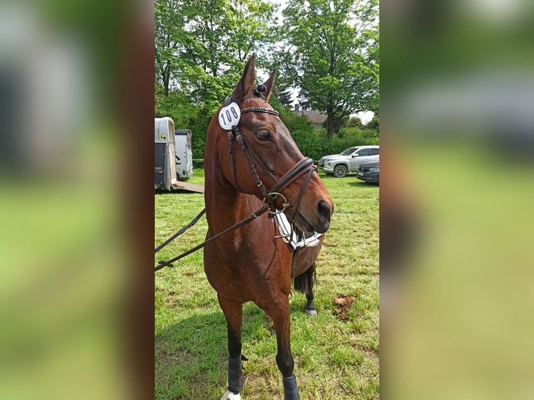Deutsches Reitpony Stute 17 Jahre 144 cm Brauner in Neudrossenfeld