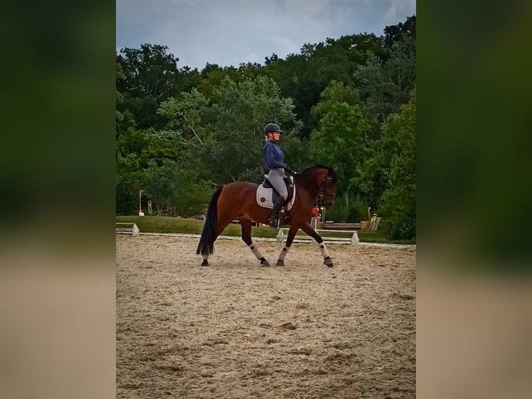 Deutsches Reitpony Stute 17 Jahre 144 cm Brauner in Neudrossenfeld