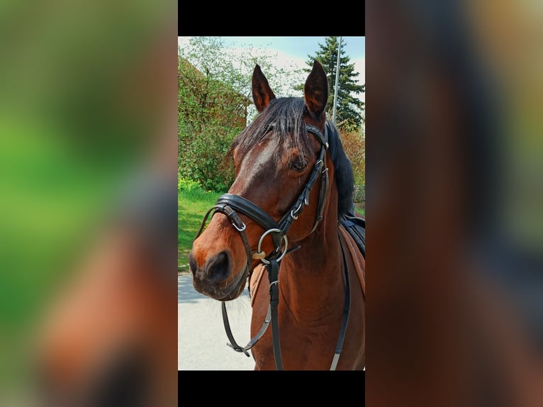Deutsches Reitpony Stute 17 Jahre 144 cm Brauner in Neudrossenfeld