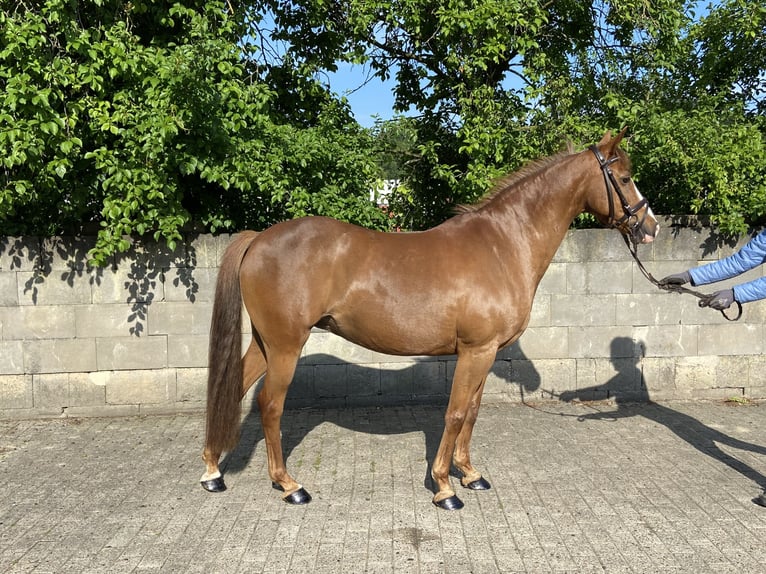 Deutsches Reitpony Stute 17 Jahre 144 cm Fuchs in Peheim